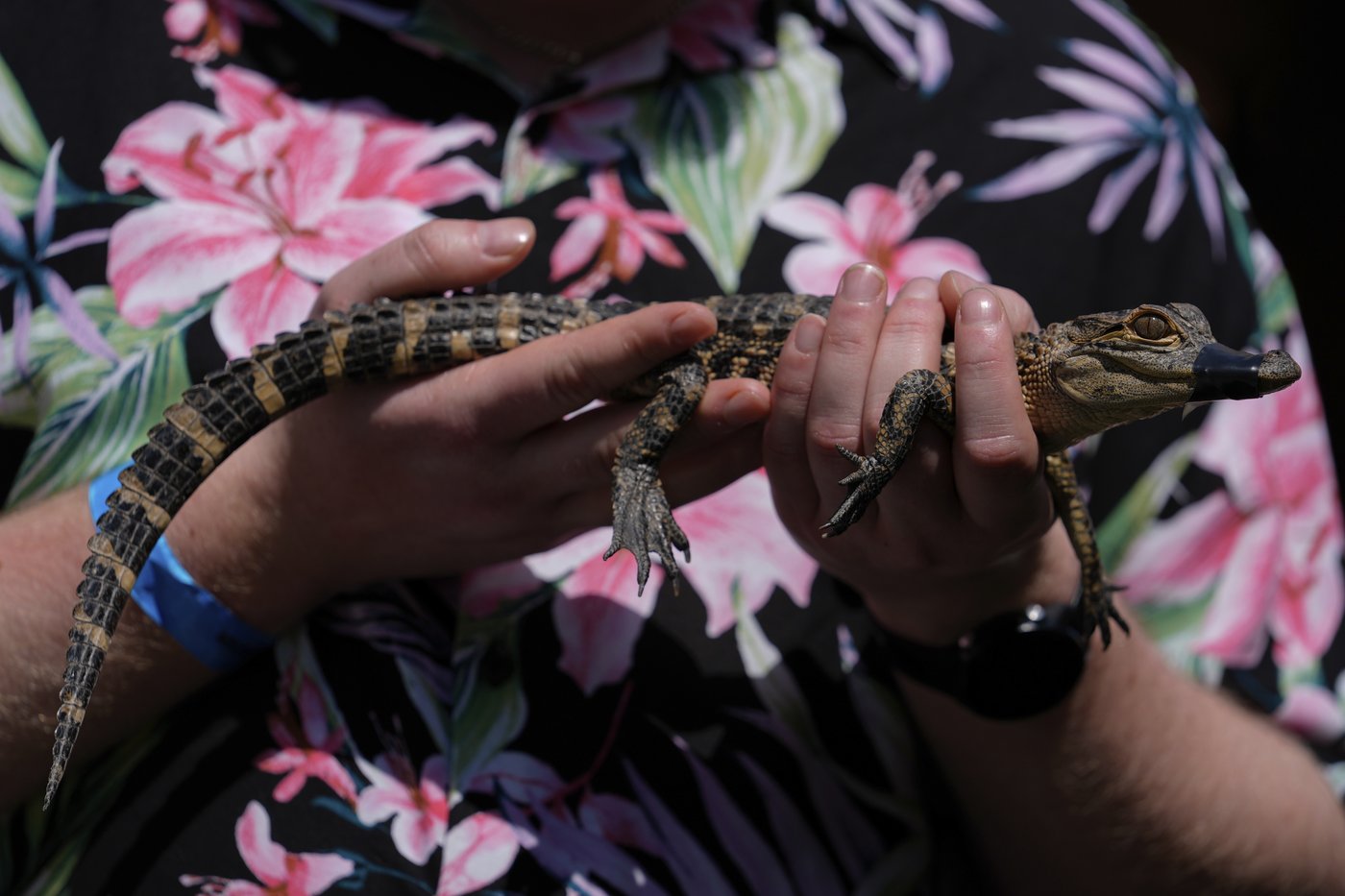 Takeaways from AP's story on the Miccosukee's fight to protect the Everglades | iNFOnews.ca Takeaways from AP's story on the Miccosukee's fight to protect the Everglades | iNFOnews.ca