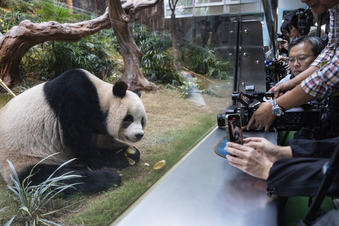 Hong Kong launches panda sculpture tour as the city hopes the bear craze boosts tourism | iNFOnews.ca