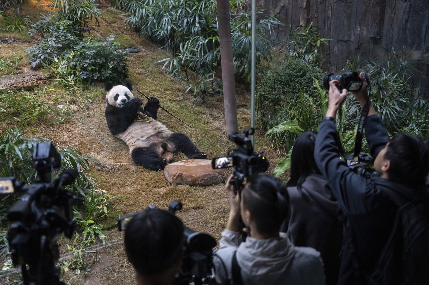Hong Kong launches panda sculpture tour as the city hopes the bear craze boosts tourism | iNFOnews.ca