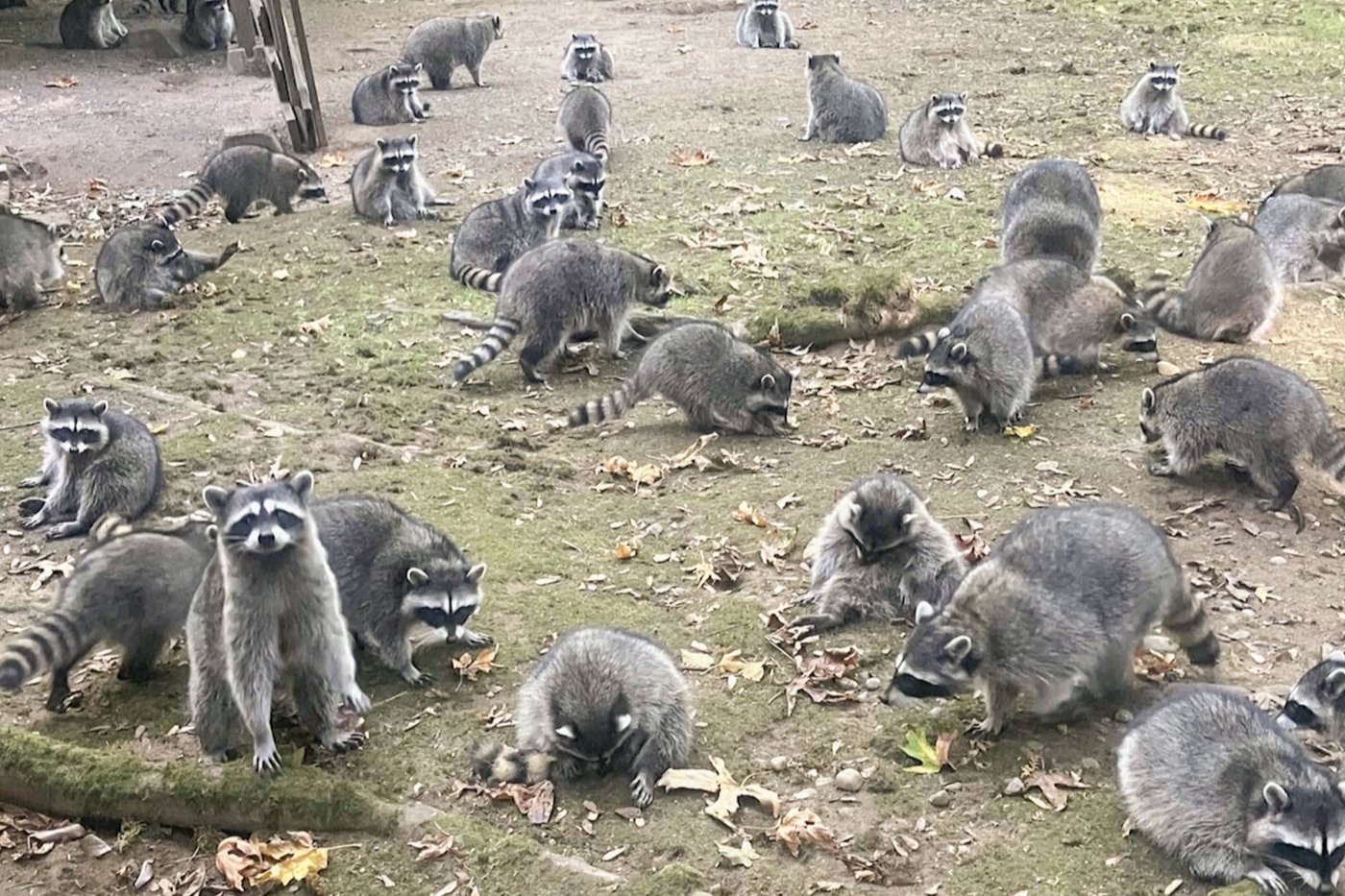Washington state woman calls 911 after being hounded by up to 100 raccoons | iNFOnews.ca Washington state woman calls 911 after being hounded by up to 100 raccoons | iNFOnews.ca