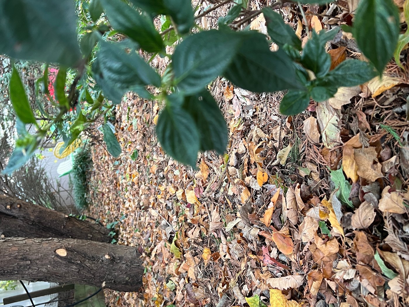 Transform fallen leaves into valuable leaf mold for your garden this fall | iNFOnews.ca Transform fallen leaves into valuable leaf mold for your garden this fall | iNFOnews.ca