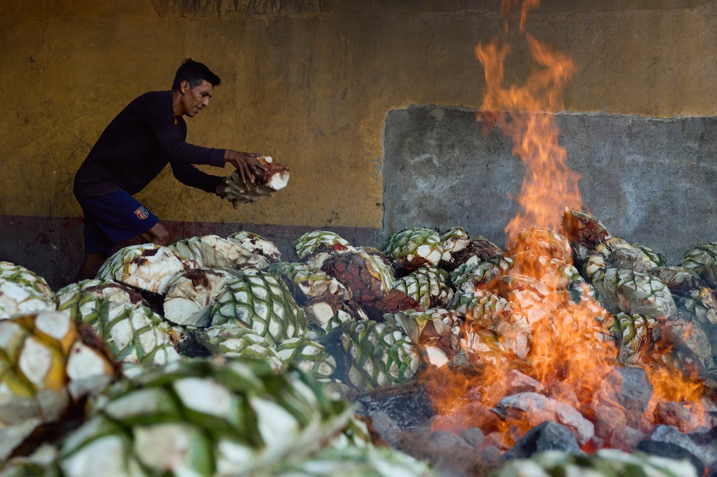 Mezcal's popularity is booming in the US. That comes with a growing environmental cost in Mexico | iNwine Mezcal's popularity is booming in the US. That comes with a growing environmental cost in Mexico | iNwine