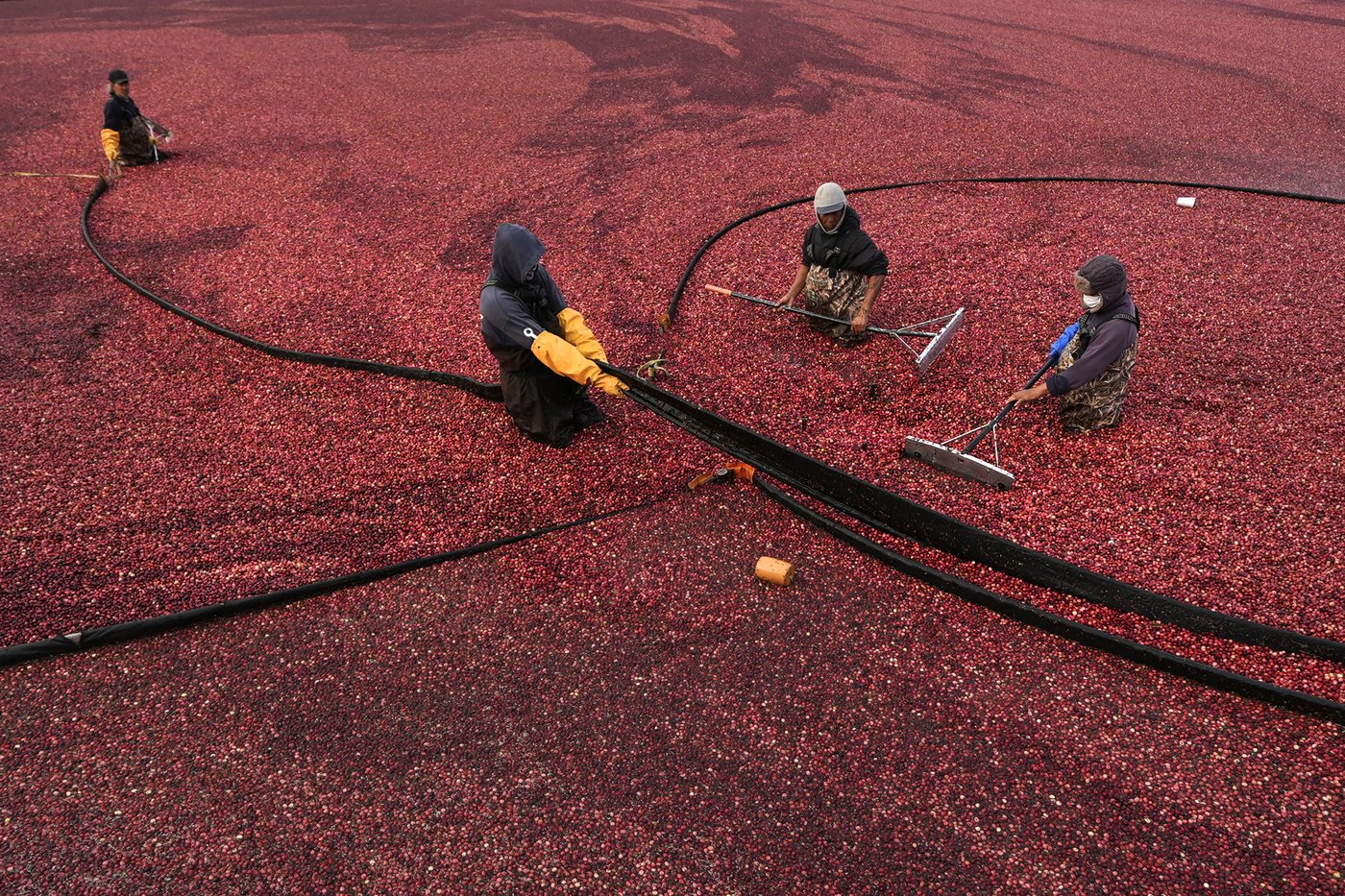 Some of those Ocean Spray cranberries come from a bog in Massachusetts | iNFOnews.ca Some of those Ocean Spray cranberries come from a bog in Massachusetts | iNFOnews.ca