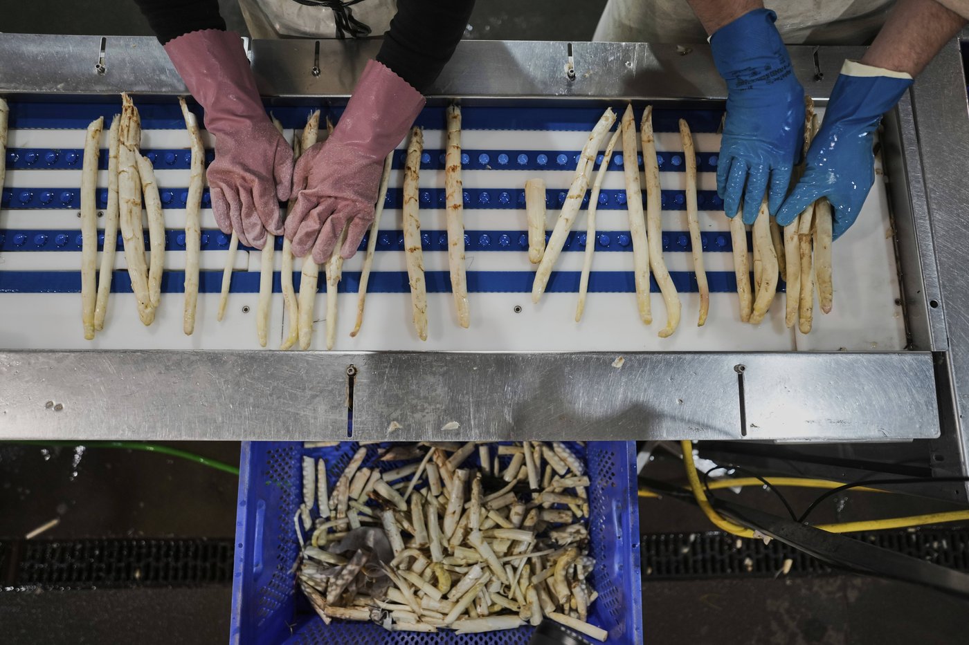 It’s springtime in Germany and people are obsessing about white asparagus | iNFOnews.ca It’s springtime in Germany and people are obsessing about white asparagus | iNFOnews.ca