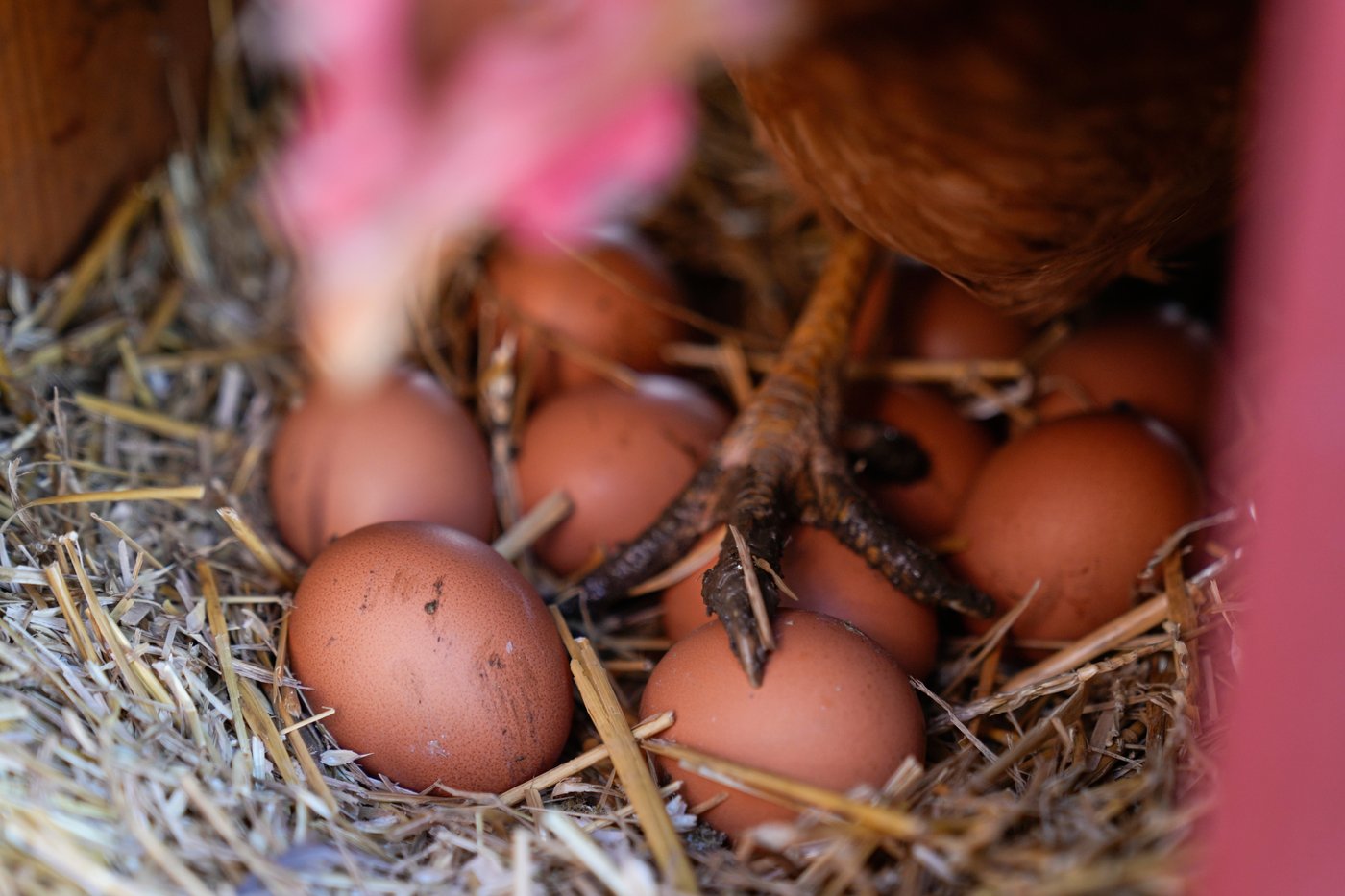 Eggs are less likely to crack when dropped on their side, according to science | iNFOnews.ca