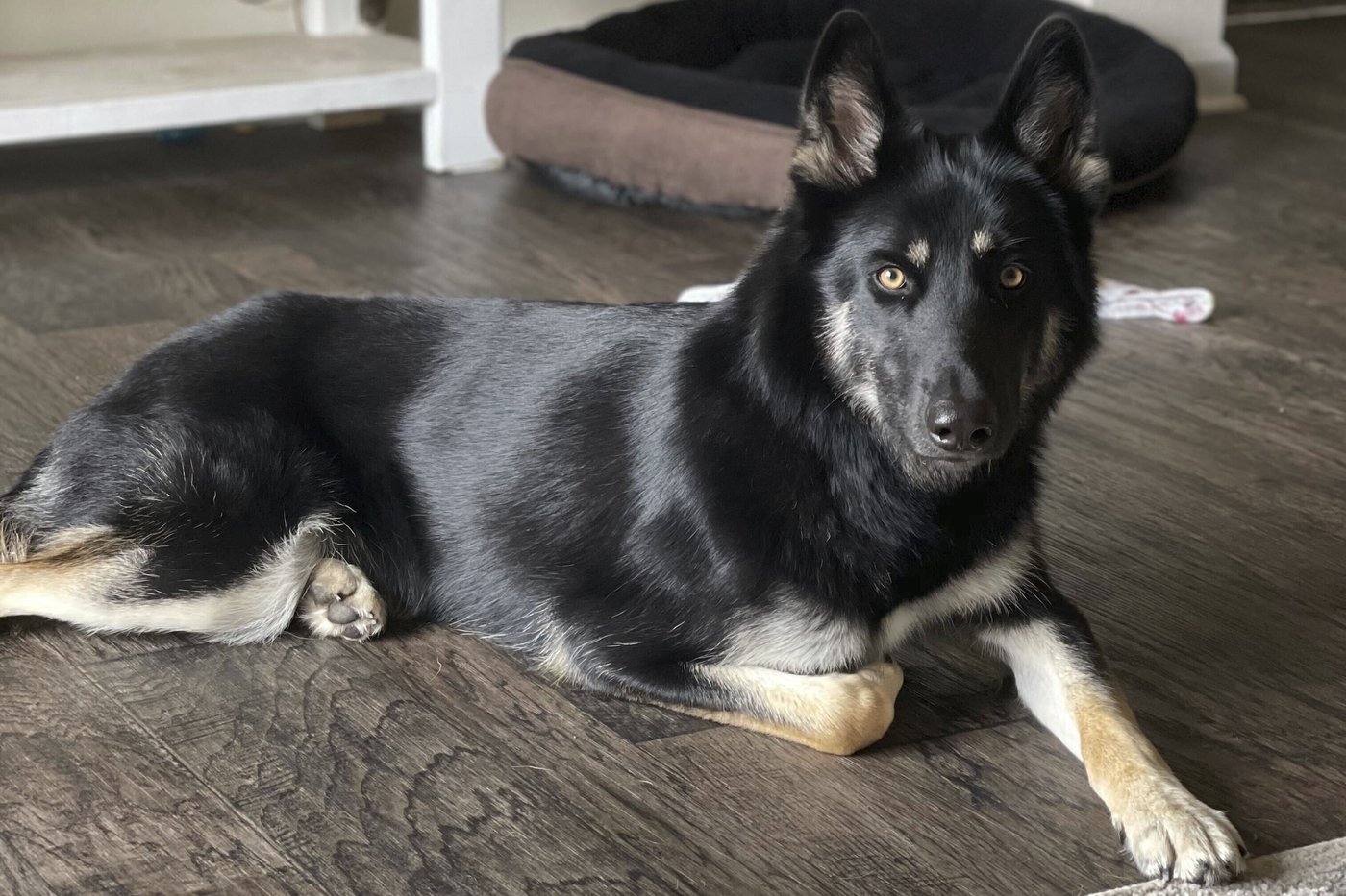 Missing dog returned to family home and rang the doorbell | iNFOnews.ca