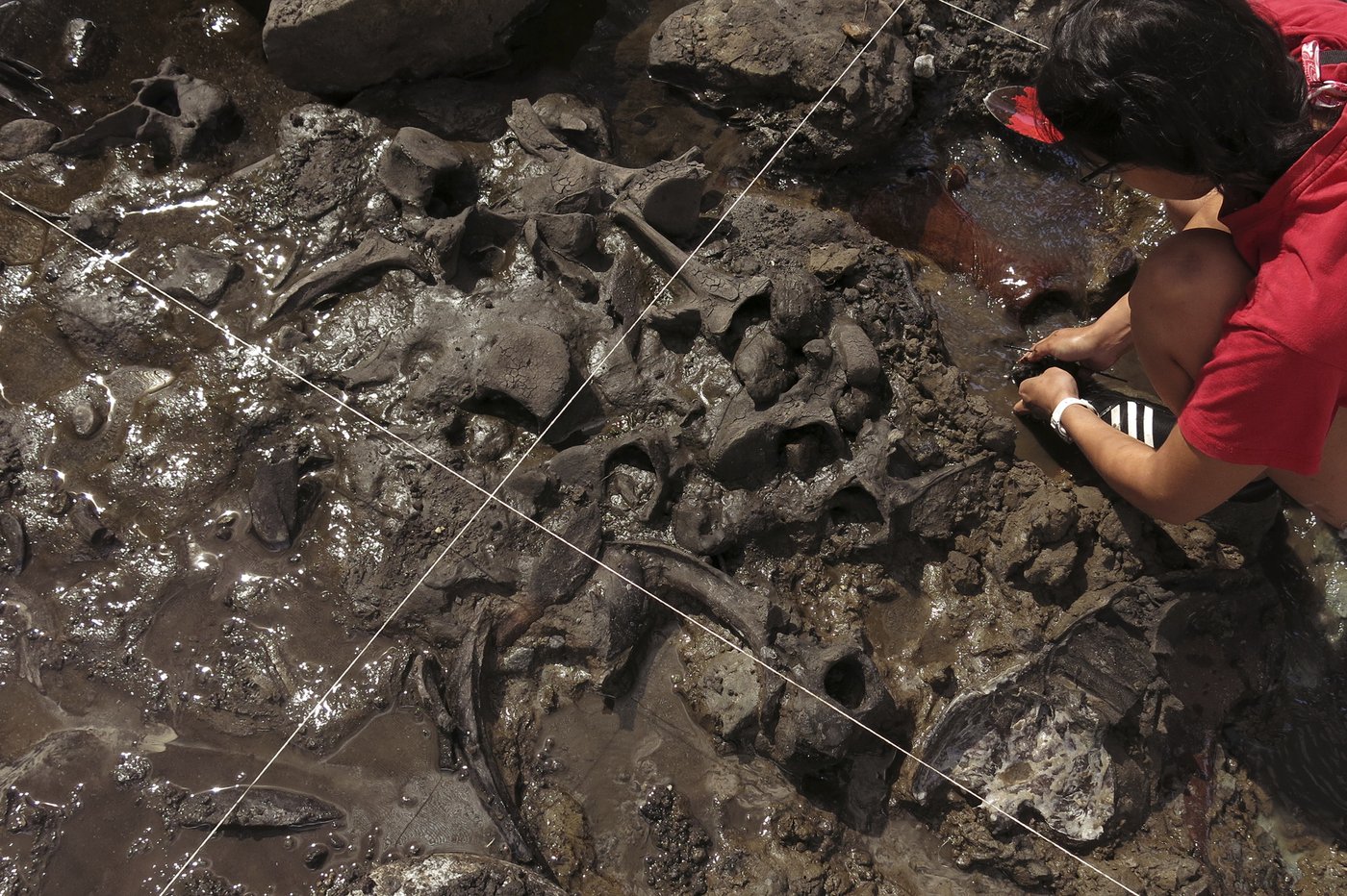 Giant sloths and mastodons coexisted with humans for millennia in Americas, new discoveries suggest | iNFOnews.ca Giant sloths and mastodons coexisted with humans for millennia in Americas, new discoveries suggest | iNFOnews.ca
