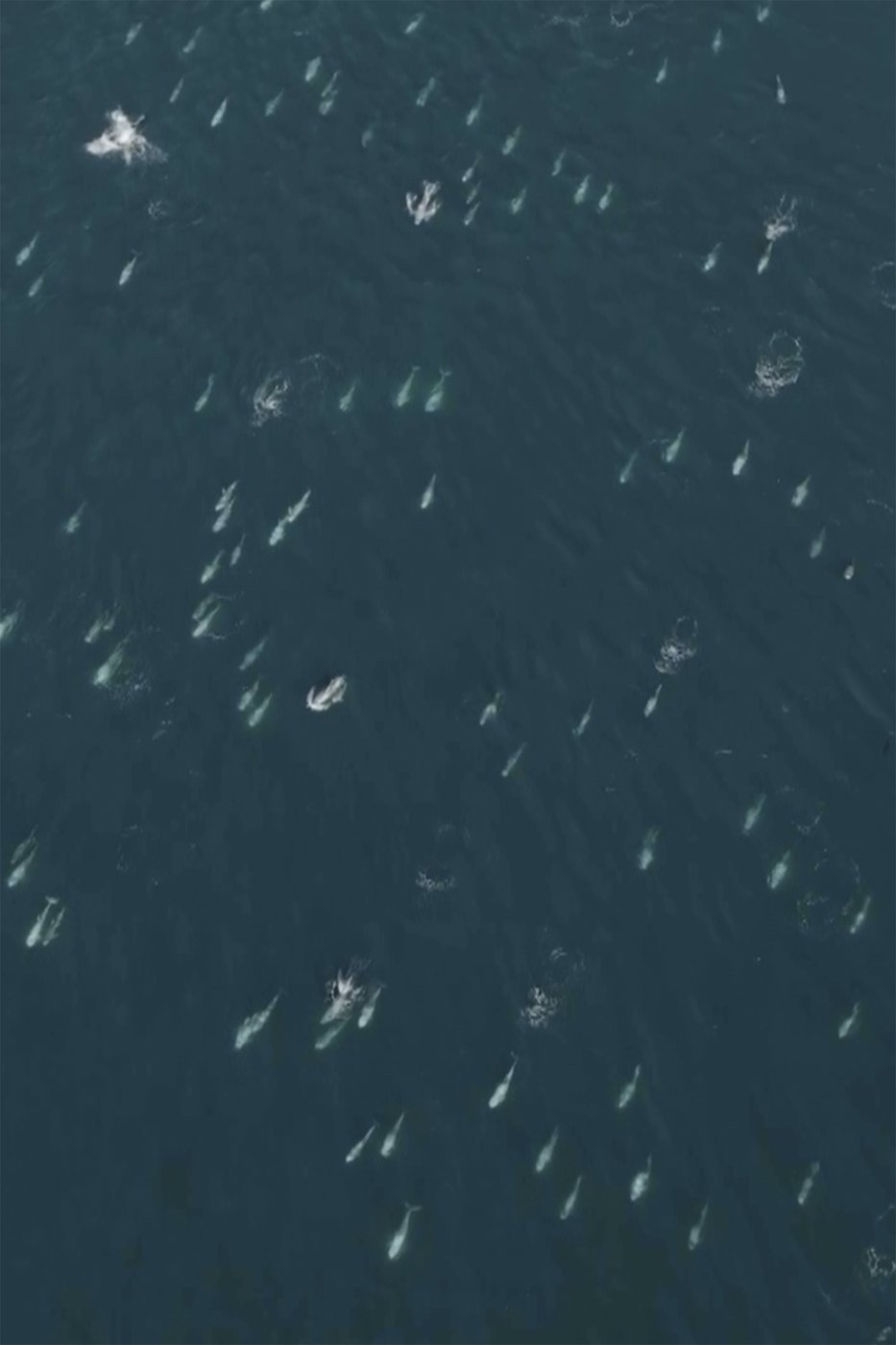 Watch a miles-long cluster of dolphins captured on drone video | iNFOnews.ca