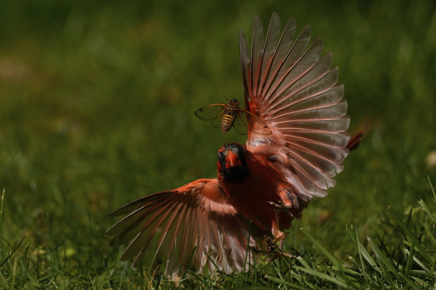 AP PHOTOS: Cicadas swarm parts of US as the screaming insects emerge in Brood XIV's 17-year cycle | iNFOnews.ca