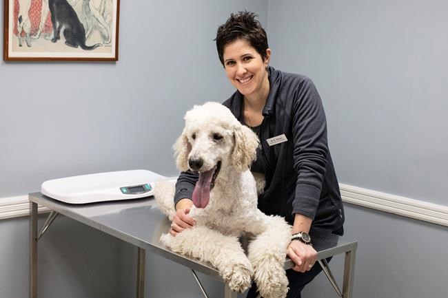 Veterinarians offer ventilators as they fight to be declared essential service | iNFOnews.ca