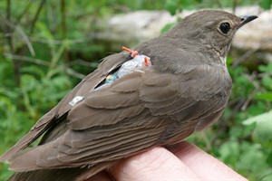 Tiny bird backpacks give B.C. researchers something to crow about | iNFOnews.ca CP20254089