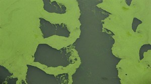 CP19515825