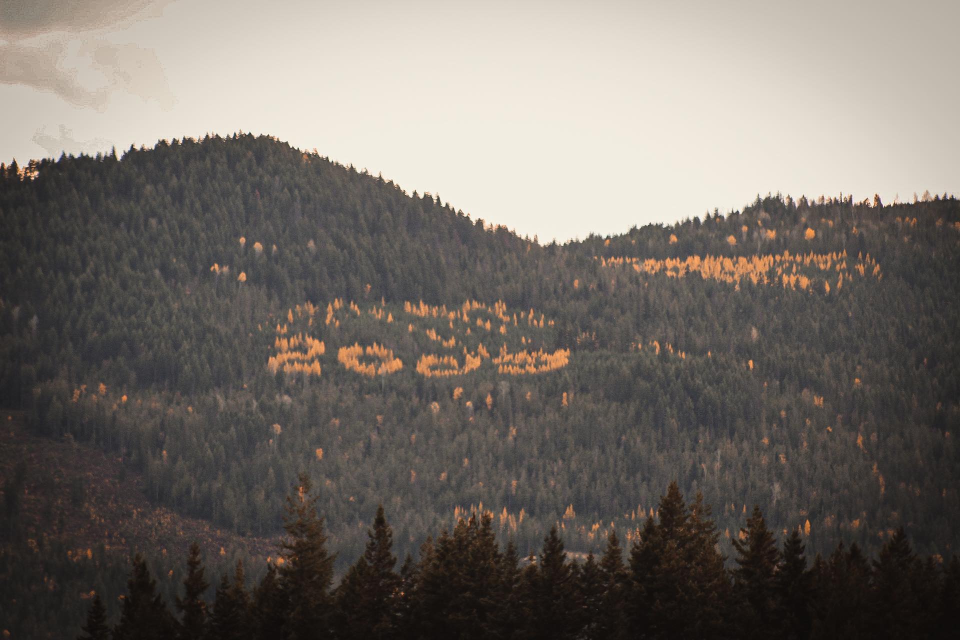 Who's behind the giant digits in larch trees on a Shuswap mountain? | iNFOnews.ca A forested hillside is seen from a distance with orange coloured trees spelling the numbers 2000.