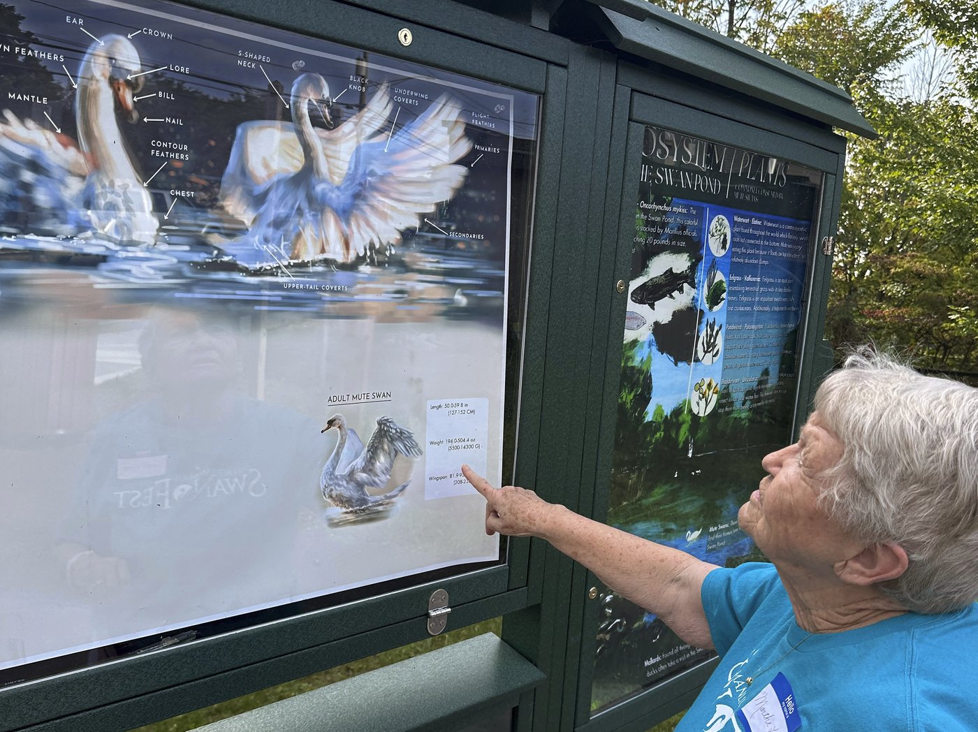 A New York village known for its majestic mute swans faces a difficult choice after one is killed | iNFOnews.ca
