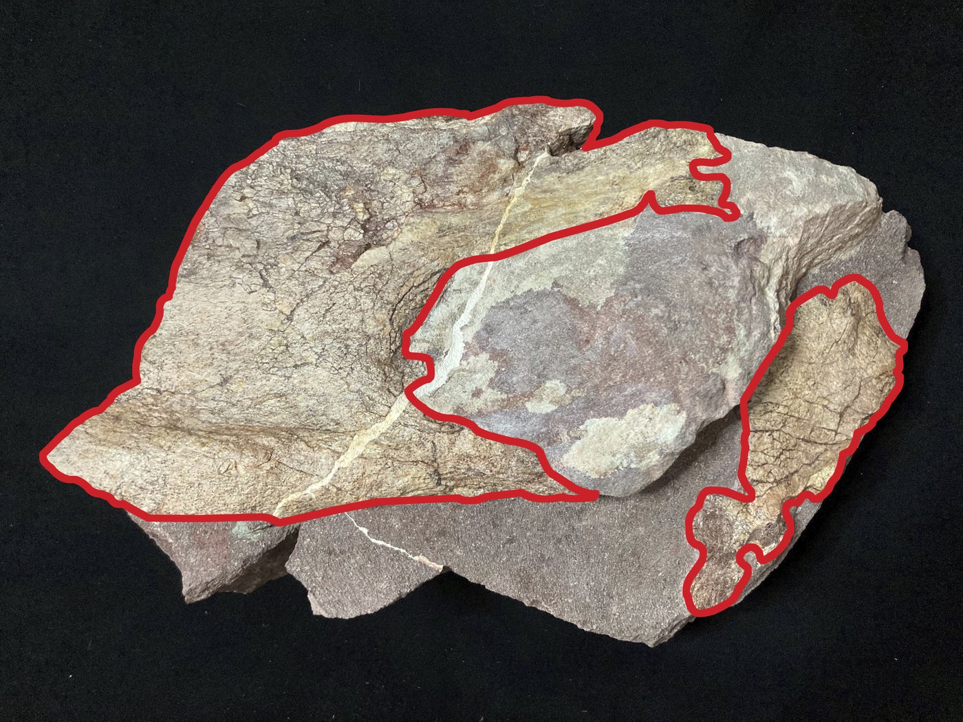 Hong Kong discovers dinosaur fossils for the first time | iNFOnews.ca