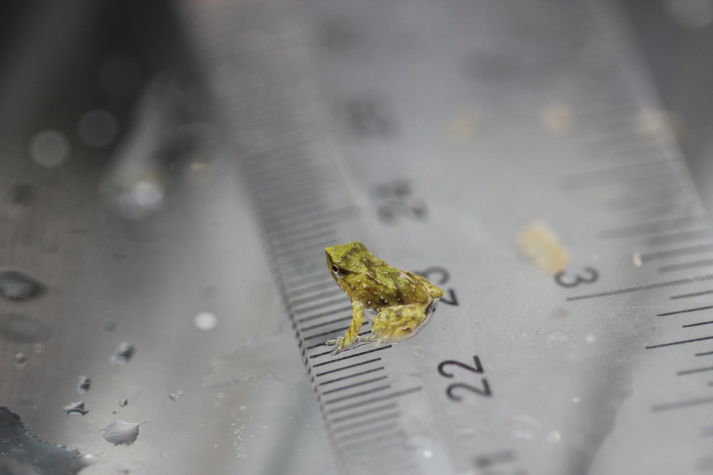 Scientists hope these tiny froglets can save their species | iNFOnews.ca Scientists hope these tiny froglets can save their species | iNFOnews.ca