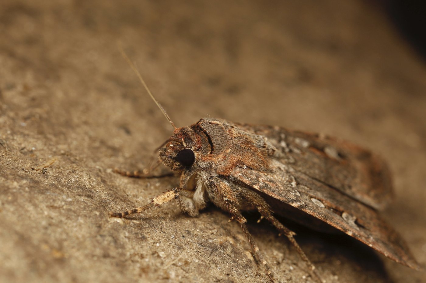 Meet the bug that uses the stars to navigate hundreds of miles | iNFOnews.ca