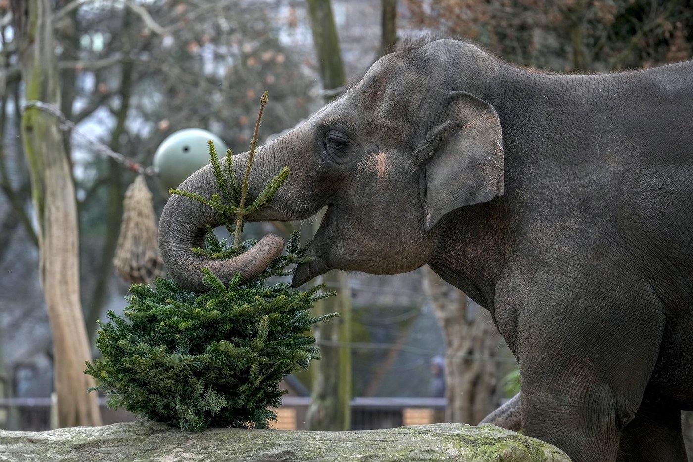 It's Christmas for the elephants as unsold trees are fed to the animals at Berlin Zoo | iNFOnews.ca