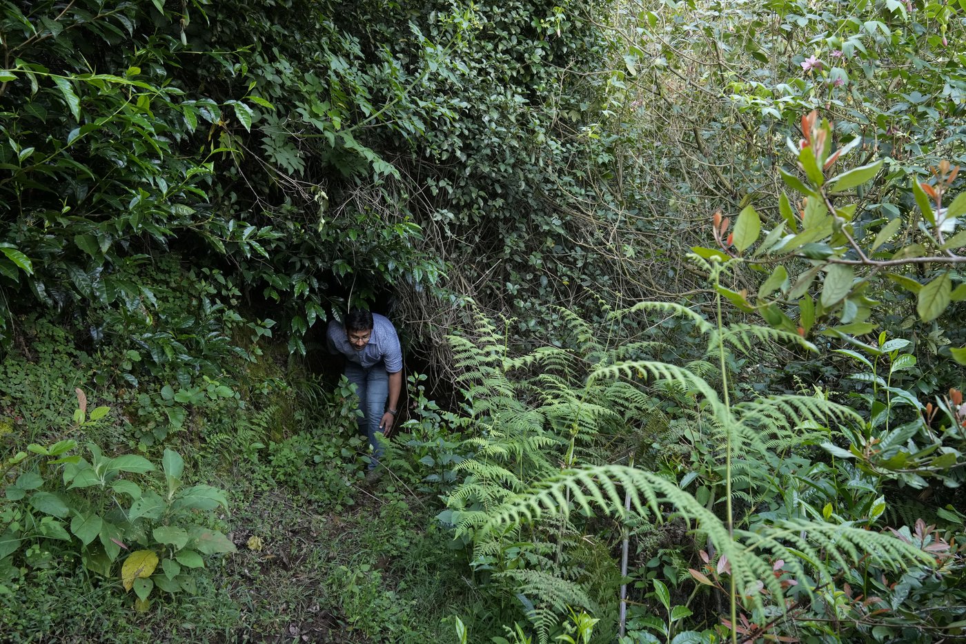In southern India's tea country, small but mighty efforts are brewing to bring back native forests | iNFOnews.ca