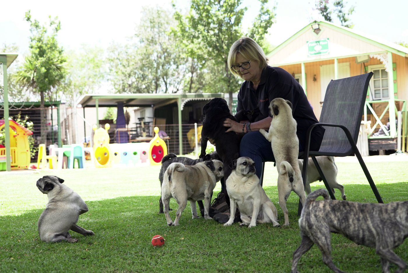 Pug life: A South African woman has rescued more than 2,500 of the lovable 'clowns of the dog world' | iNFOnews.ca