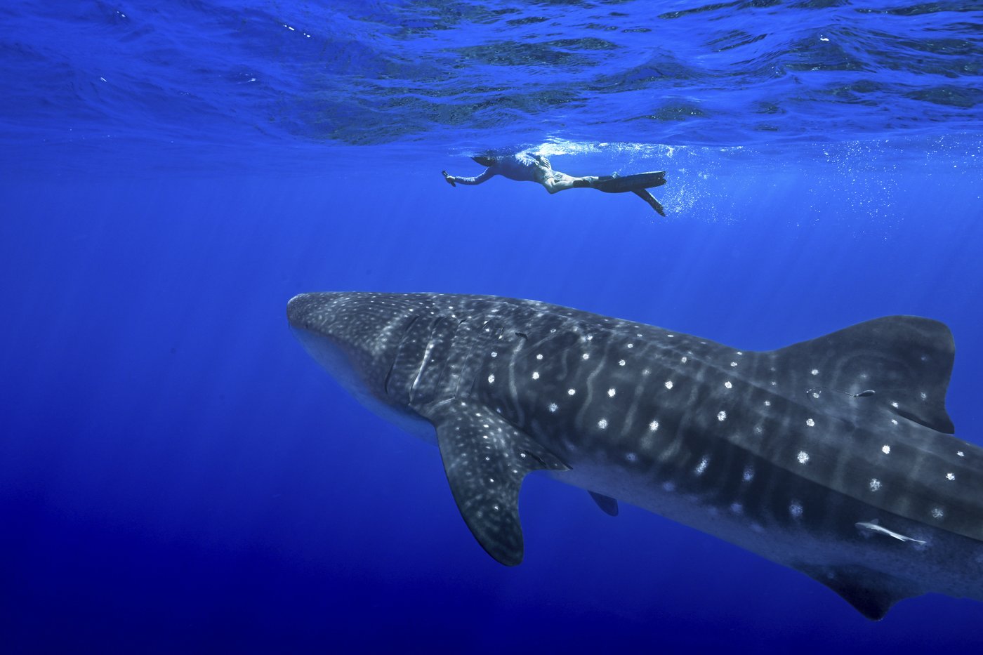 Where do whale sharks mate? The search to learn where the magic happens for the world's biggest fish | iNFOnews.ca