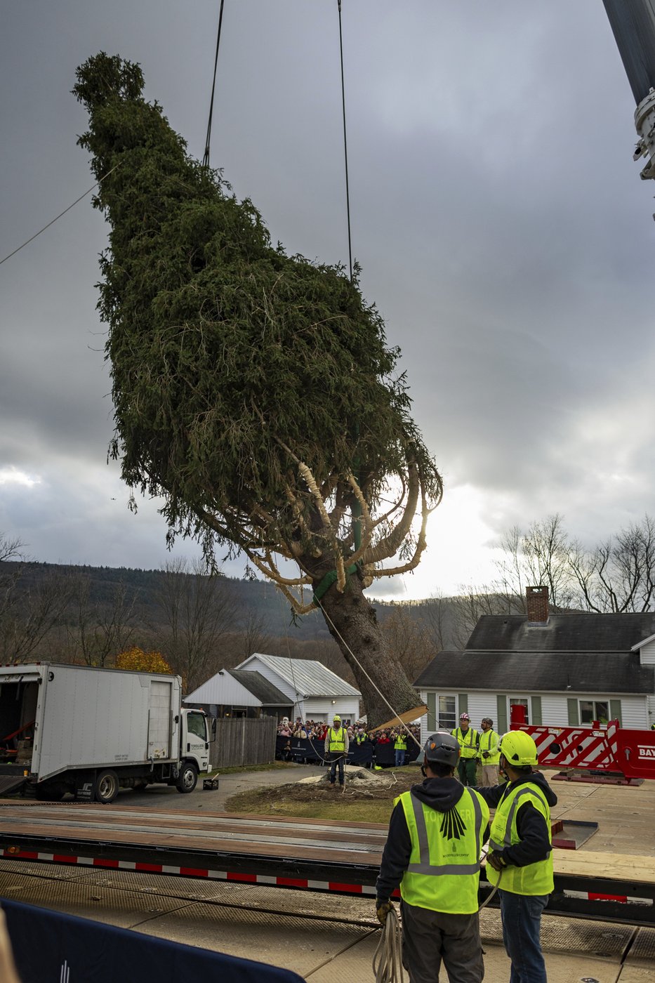 A green giant: This year's 74-foot Rockefeller Christmas tree is en route from Massachusetts | iNFOnews.ca