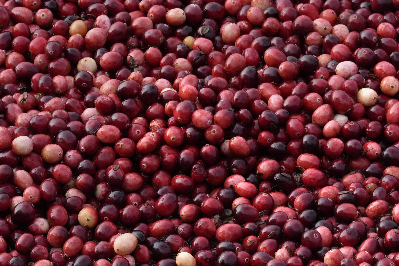 Some of those Ocean Spray cranberries come from a bog in Massachusetts | iNFOnews.ca Some of those Ocean Spray cranberries come from a bog in Massachusetts | iNFOnews.ca