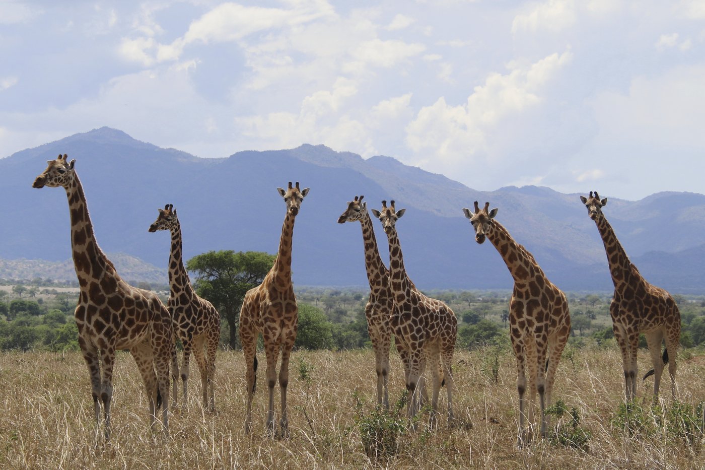 How many giraffe species are in Africa? New scientific analysis quadruples the count | iNFOnews.ca