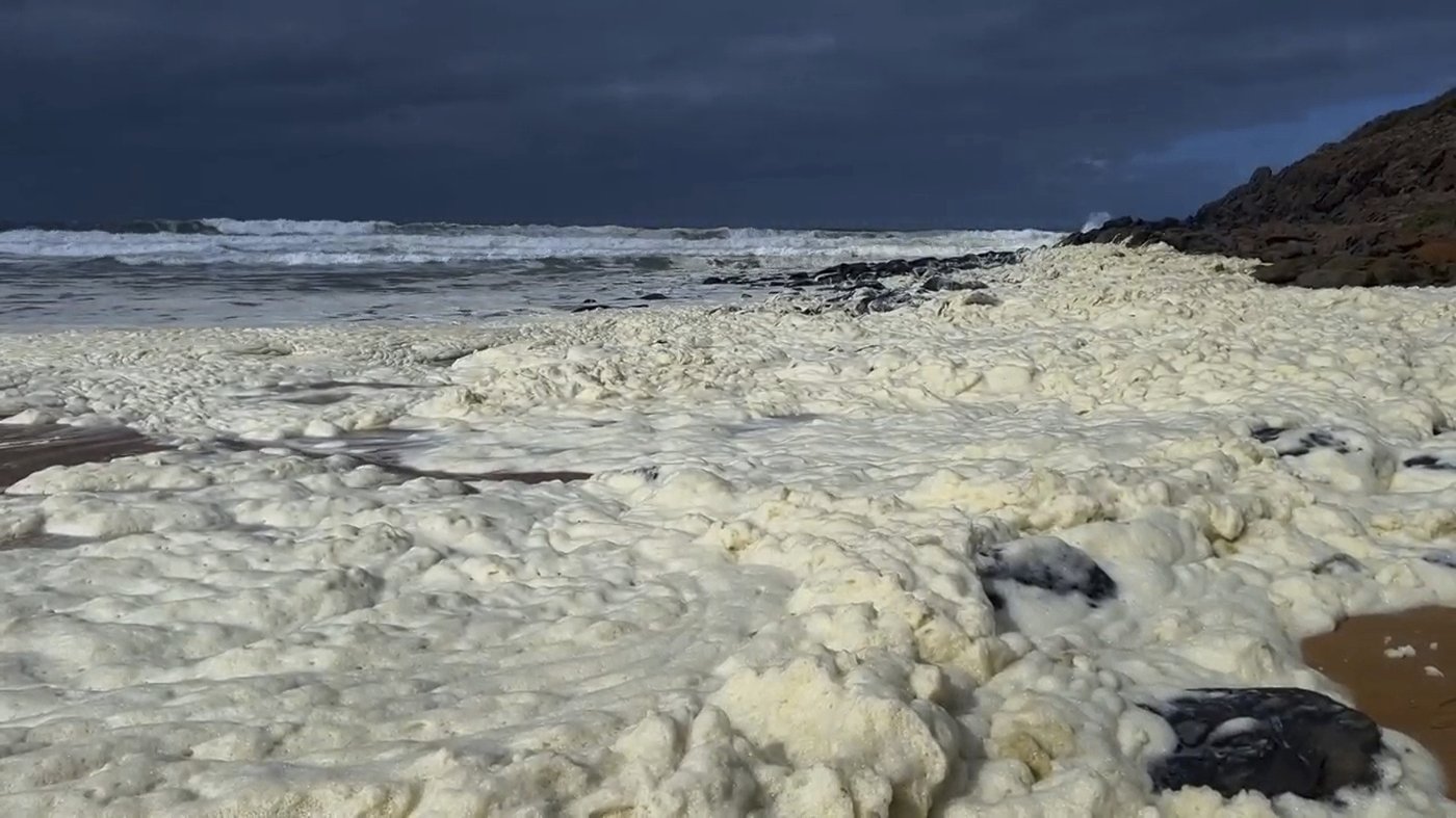 Strange foam and dead fish wash ashore at 2 Australian beaches as surfers fall sick | iNFOnews.ca