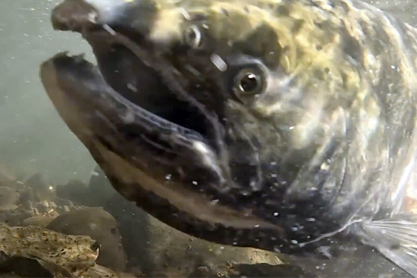 Salmon return to lay eggs in historic habitat after largest dam removal project in US history | iNFOnews.ca