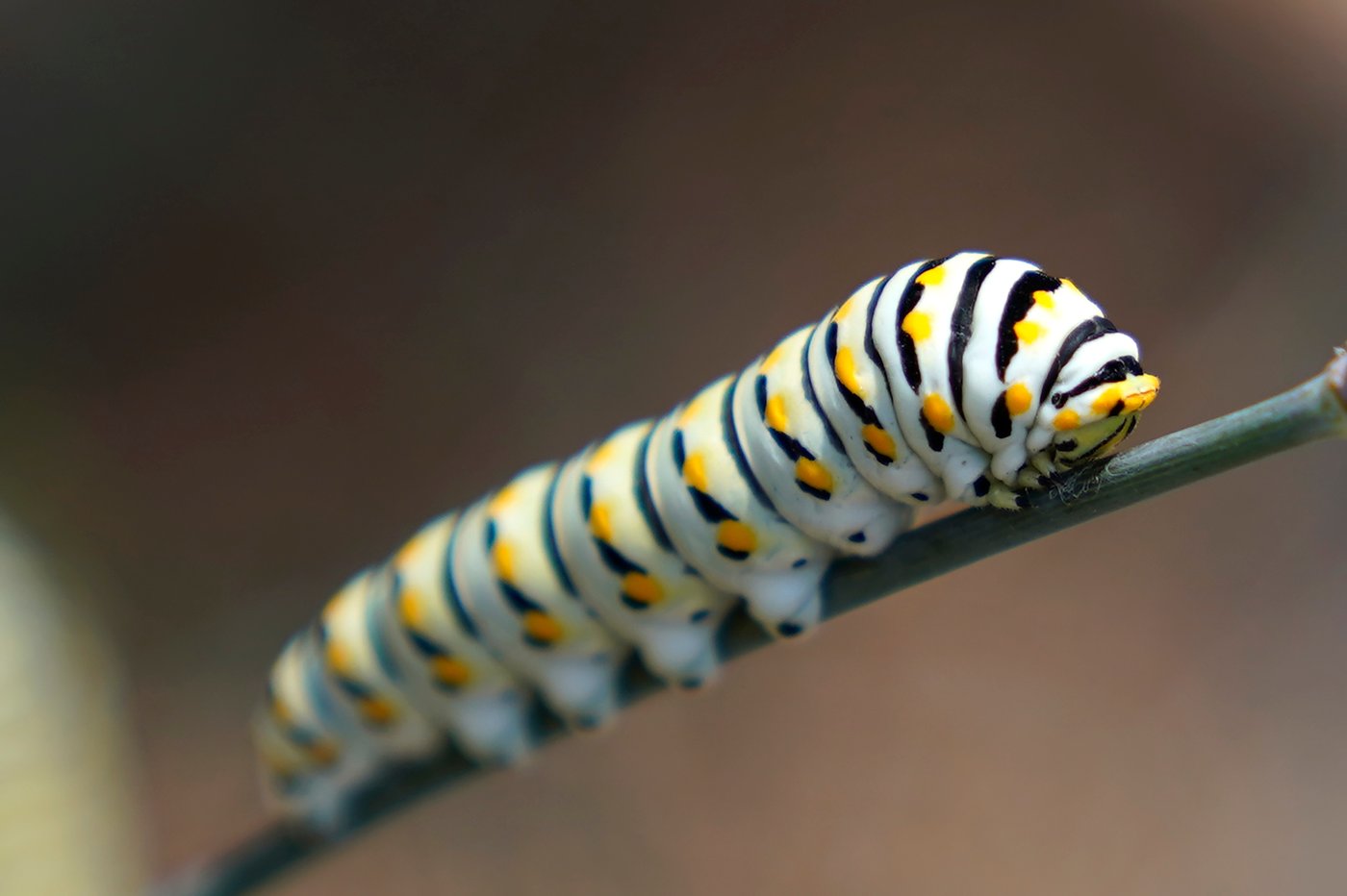 Give caterpillars a 'soft landing' under your trees. The ecosystem will thank you | iNFOnews.ca