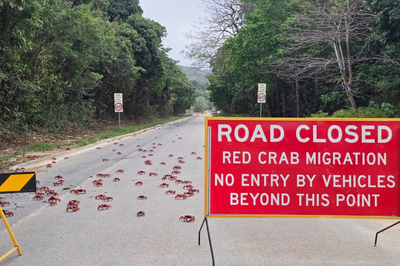 People use garden tools to protect millions of migrating red crabs on Christmas Island | iNFOnews.ca People use garden tools to protect millions of migrating red crabs on Christmas Island | iNFOnews.ca