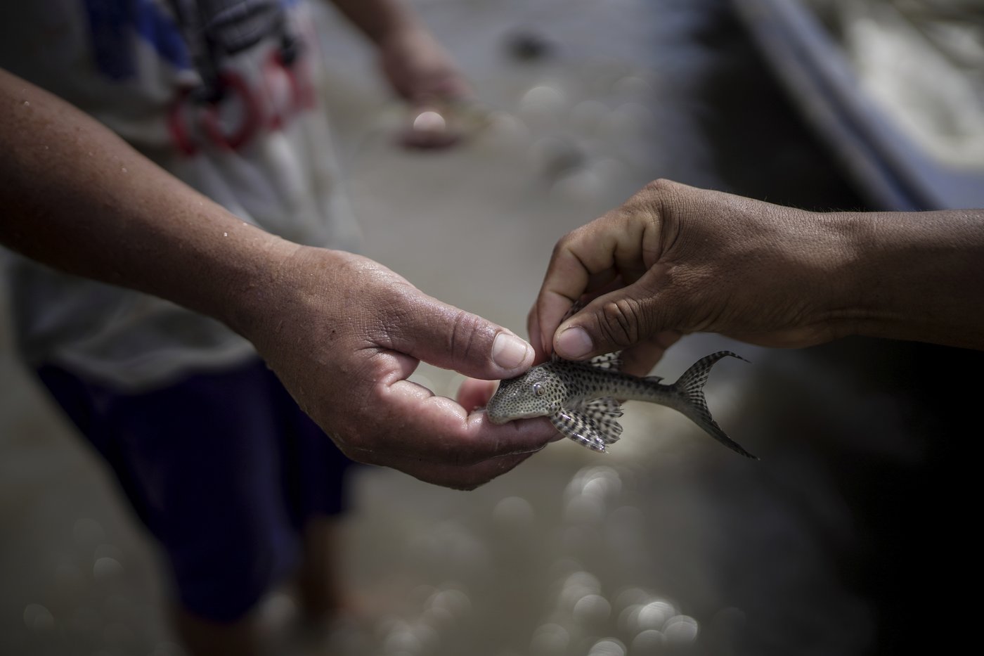 In Colombia, Amazon River's extreme drought falls hard on Indigenous communities | iNFOnews.ca In Colombia, Amazon River's extreme drought falls hard on Indigenous communities | iNFOnews.ca
