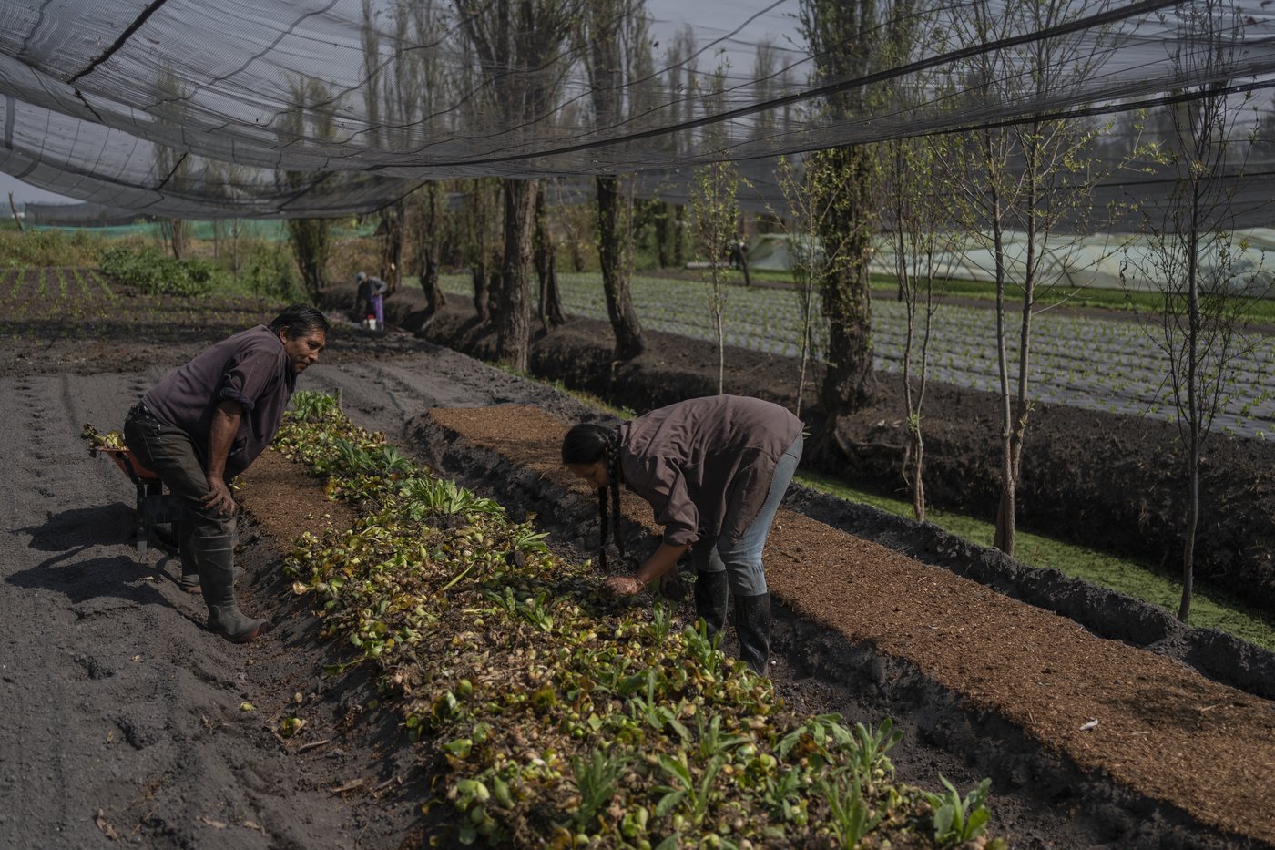 Mexico City’s floating gardens have fed people for hundreds of years. Now they’re threatened | iNFOnews.ca Mexico City’s floating gardens have fed people for hundreds of years. Now they’re threatened | iNFOnews.ca