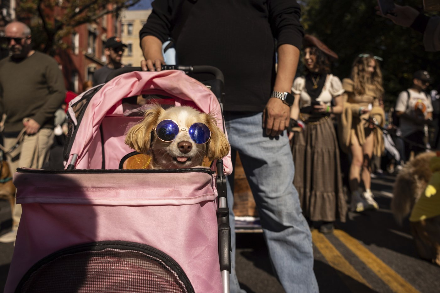 Pups on parade: Dogs dressed to the nines for annual New York City Halloween event | iNFOnews.ca