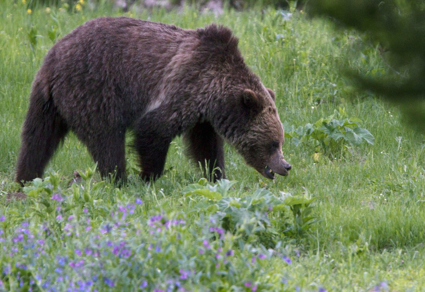 In the news today: Grizzly attacks B.C. elementary class, many hurt | iNFOnews.ca