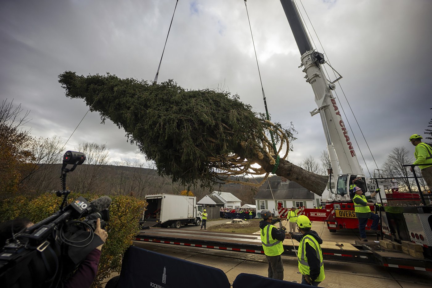 A green giant: This year's 74-foot Rockefeller Christmas tree is en route from Massachusetts | iNFOnews.ca