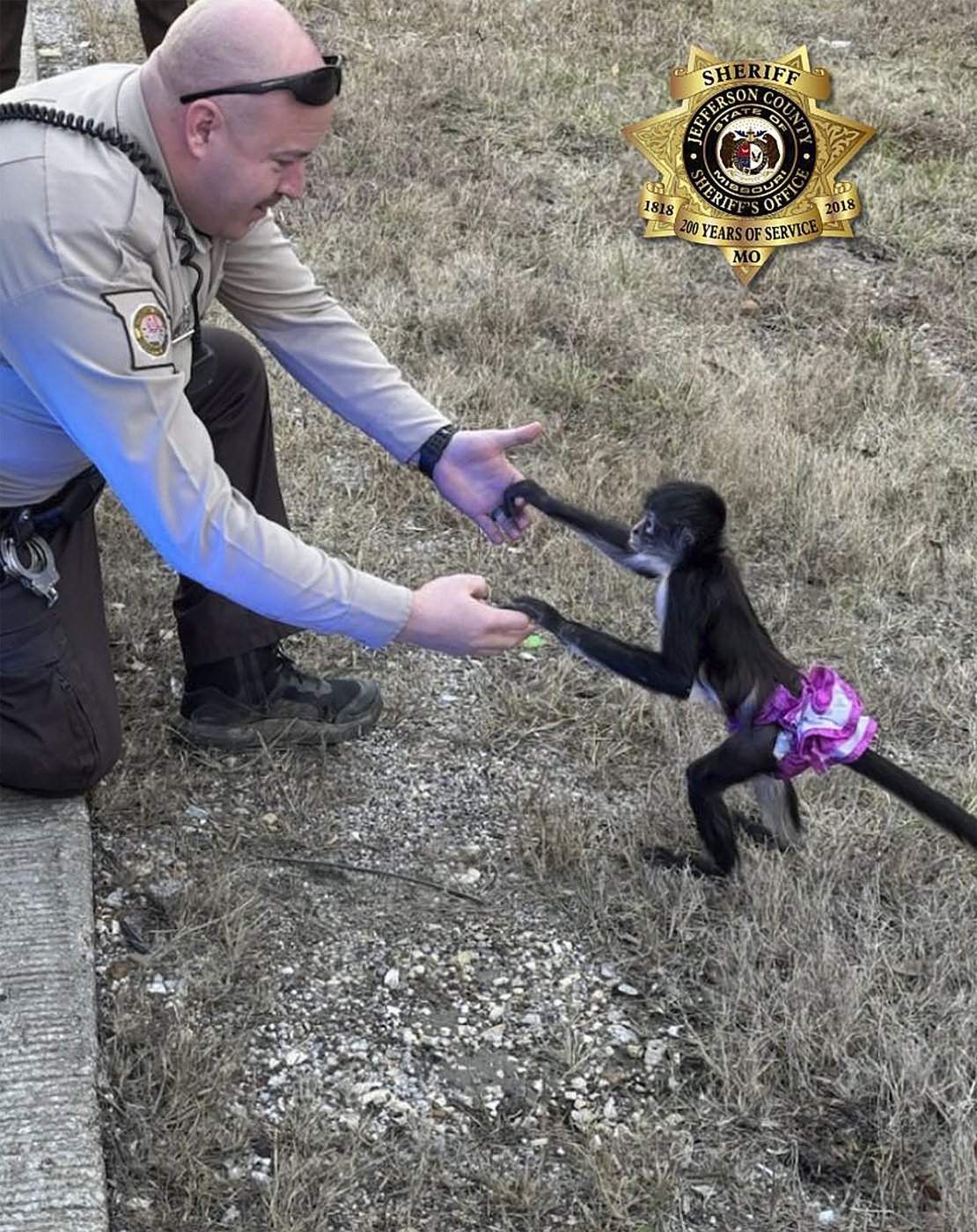 Monkey in a tutu escapes from a home. Missouri sheriff's office says the capture was 'bananas' | iNFOnews.ca Monkey in a tutu escapes from a home. Missouri sheriff's office says the capture was 'bananas' | iNFOnews.ca