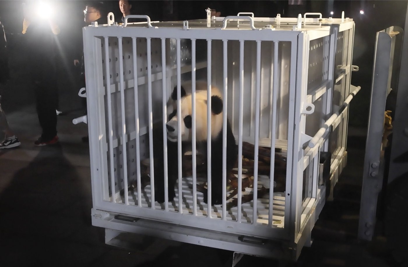 Pandas arrive at National Zoo, but won't be ready for public debut until January | iNFOnews.ca Pandas arrive at National Zoo, but won't be ready for public debut until January | iNFOnews.ca