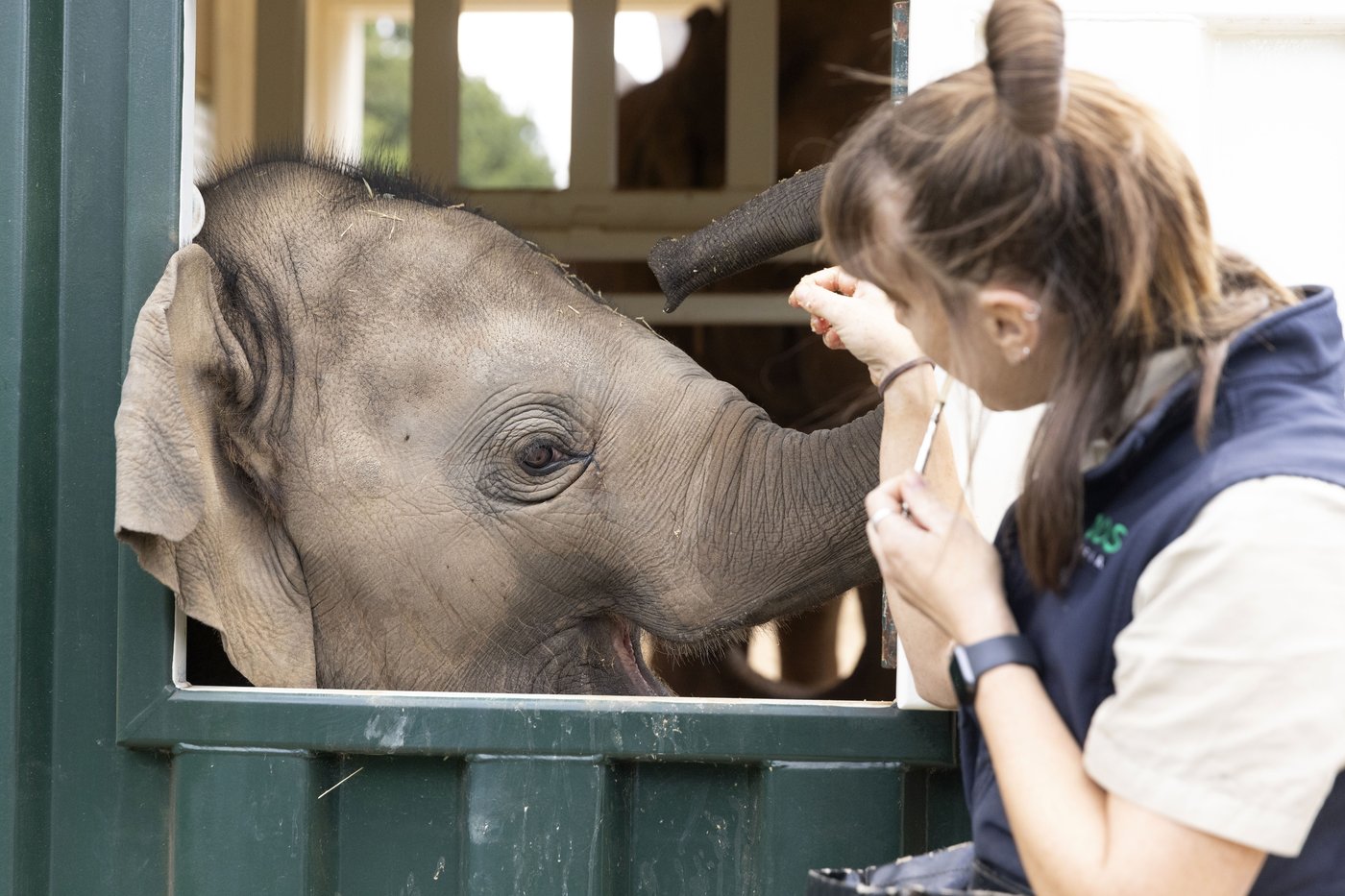 Elephants trumpet, squeak and flap their ears after their complex move across an Australian city | iNFOnews.ca Elephants trumpet, squeak and flap their ears after their complex move across an Australian city | iNFOnews.ca