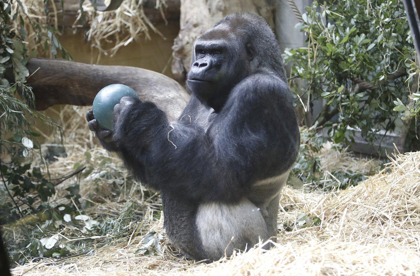 Beloved Zurich Zoo gorilla is euthanized after years of declining health | iNFOnews.ca