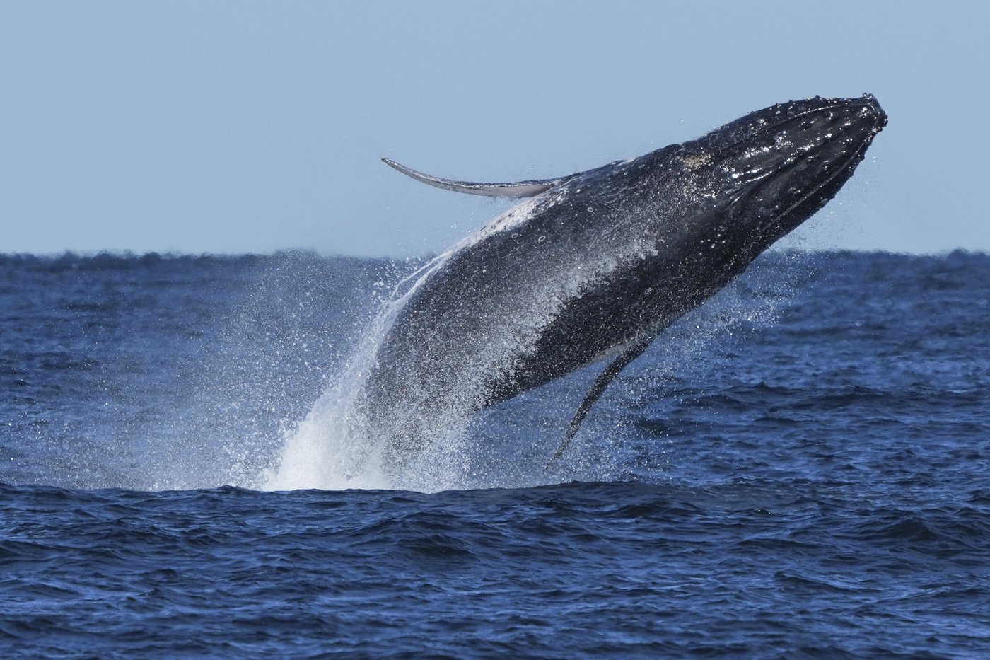 Commuter traffic stops for whales on Australia's humpback highway | iNFOnews.ca