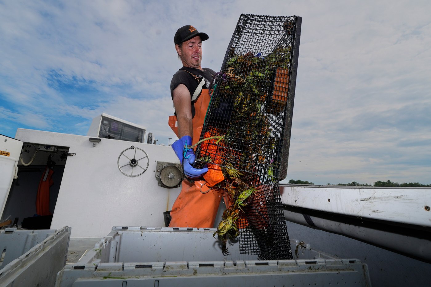 Invasive green crabs are bad for the environment, so New Englanders are starting to eat more of them | iNwine Invasive green crabs are bad for the environment, so New Englanders are starting to eat more of them | iNwine