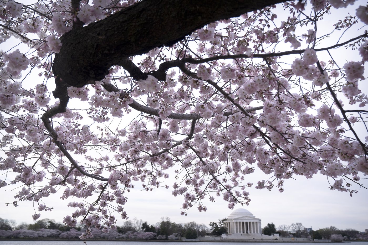 Peak bloom for the iconic cherry blossom trees of Washington, DC, is predicted for late March | iNFOnews.ca Peak bloom for the iconic cherry blossom trees of Washington, DC, is predicted for late March | iNFOnews.ca
