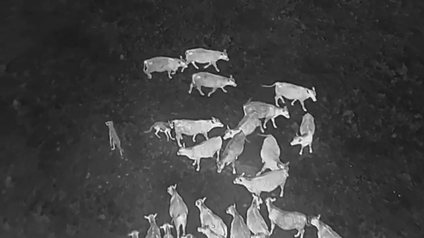 Drones blasting AC/DC and Scarlett Johansson are helping biologists protect cattle from wolves | iNFOnews.ca Drones blasting AC/DC and Scarlett Johansson are helping biologists protect cattle from wolves | iNFOnews.ca