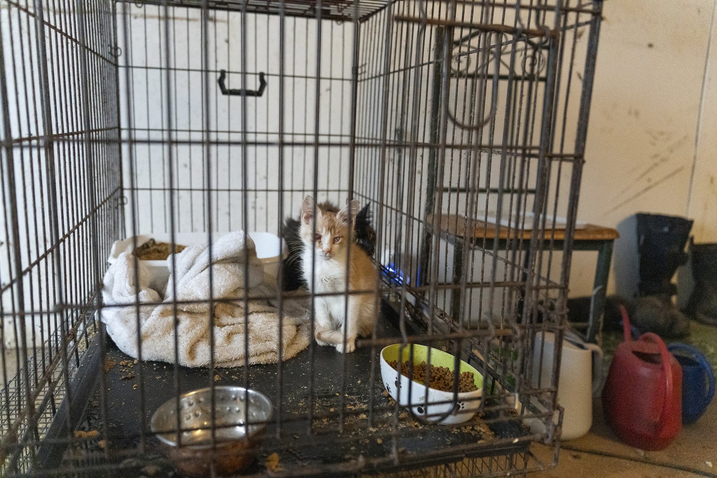 Minnesota deputies saw 250 animals suffering at purported rescue. Weeks later, only 70 were left | iNFOnews.ca Minnesota deputies saw 250 animals suffering at purported rescue. Weeks later, only 70 were left | iNFOnews.ca
