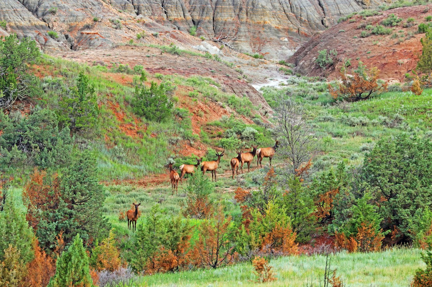 Reconstructed road opens grand views at Theodore Roosevelt National Park in North Dakota | iNFOnews.ca Reconstructed road opens grand views at Theodore Roosevelt National Park in North Dakota | iNFOnews.ca