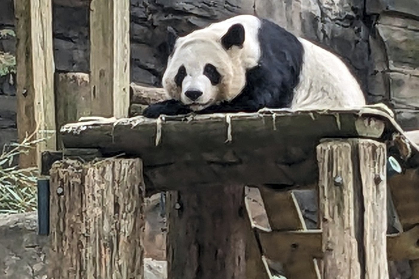 Zoo Atlanta’s last 4 pandas are leaving for China | iNFOnews.ca