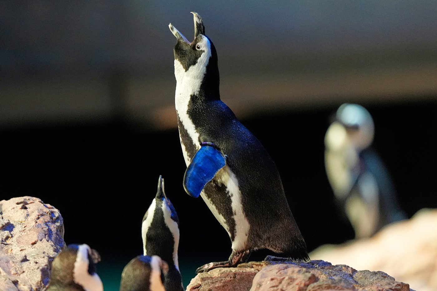 Much like a nursing home, penguins at a Boston aquarium can age with dignity | iNFOnews.ca Much like a nursing home, penguins at a Boston aquarium can age with dignity | iNFOnews.ca