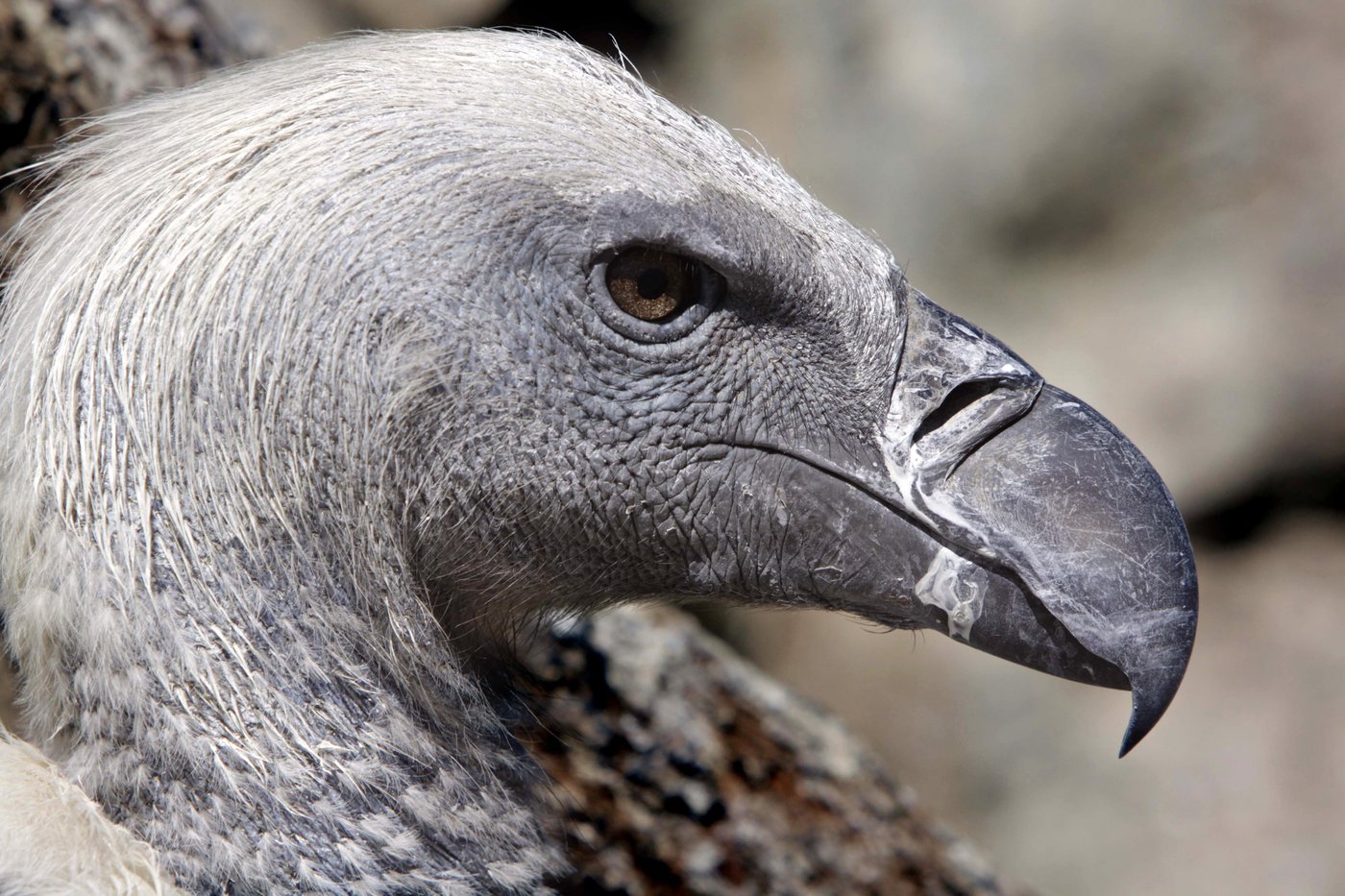 Vultures are among the least loved animals. African conservationists are trying to change that | iNFOnews.ca Vultures are among the least loved animals. African conservationists are trying to change that | iNFOnews.ca